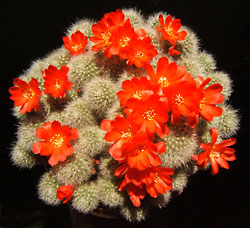 rebutia sp.