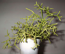 rhipsalis