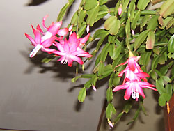 schlumbergera