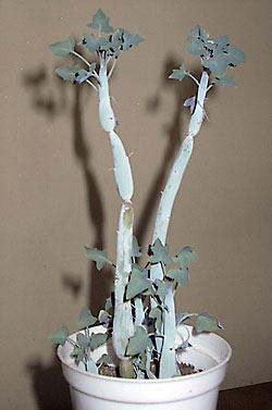 senecio articulatus