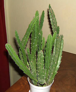stapelia grandiflora