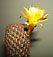 sulcorebutia candiae