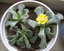 titanopsis