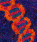 CGI.pm logo