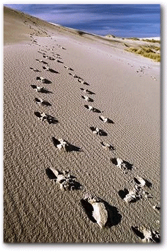smFootprints_2.gif (80418 bytes)