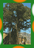 National Tree