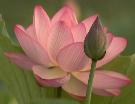 National Flower