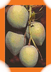 National Fruit