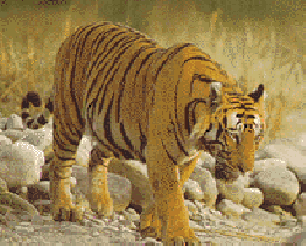 National Animal