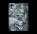 13. Wolf