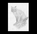 22. Wildcat