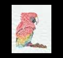 23. Macaw