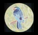 28. Silkbird