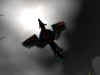 flight_of_hippo.jpg (245083 bytes)