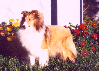 caitlin shelties
