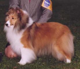 caitlin shelties