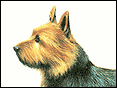 �D�w�K�Q�� Australian Terrier