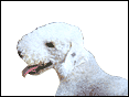 ���F�y�K�Q�� Bedlington Terrier