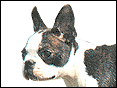 �i�h�y�� Boston Terrier