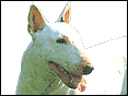 ���Y�� Bull Terrier