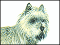 �ͫ��K�Q�� Caim Terrier