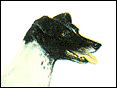 �u���y���K�Q�� Fox Terrier(Smooth)