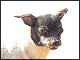 �饻��� Japanese Terrier