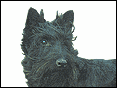 Ĭ�����K�Q�� Scottish Terrier
