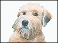 �R�����n������K�Q�� Soft Coated Wheaten Terrier