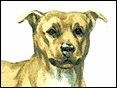 ����ְp���Y�� Staffordshire Bull Terrier
