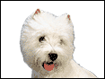 �賡���a���K�Q��(�谪�a�կR�Q) West Highland White Terrier