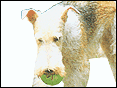 �����y���K�Q�� Wire-Haired Fox Terrier