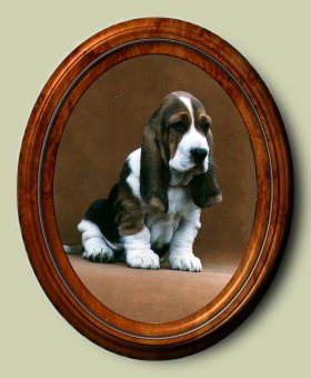 Ch.Kamlea Charlie as a baby