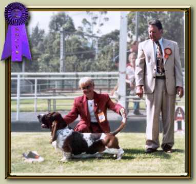 Gus wins Basset Hound Club of Victoria's Champ. Show.