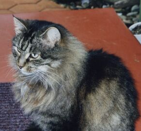 She's looking rather nasty, but she's friendly - honestly!