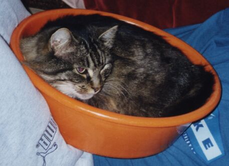Oh look! It's a Bink in a bowl!