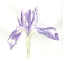 Watercolour Iris number one...