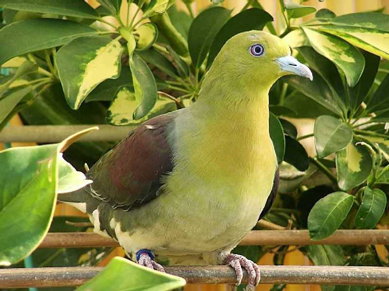 punai.jpg