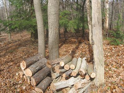 Pile of logs