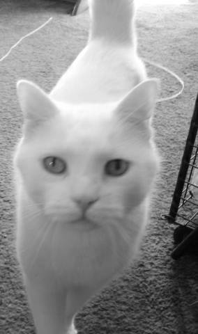 Boo the Cat