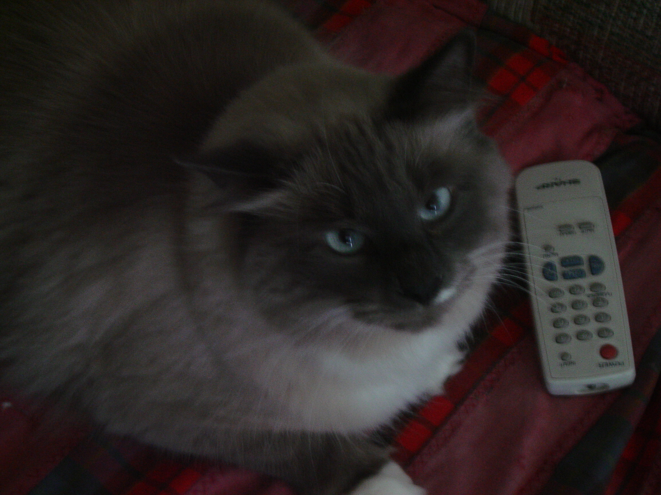 Picture of Brutus the Cat