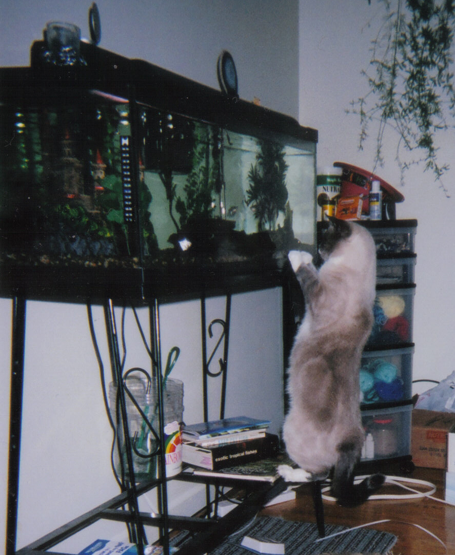 Luis the Cat