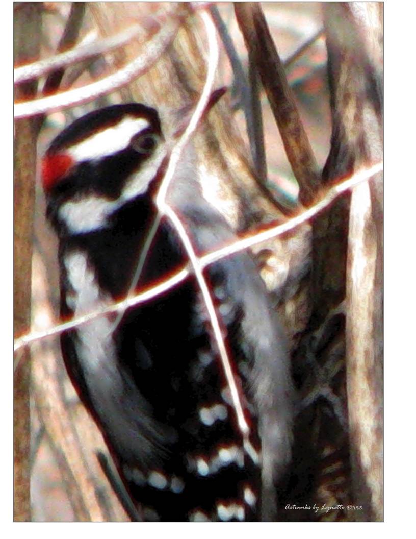 DoWoodpeckersGetHeadaches