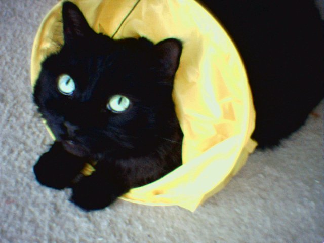 Merlin Stuck in Cat toy