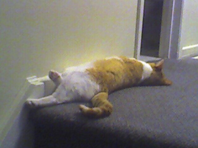 Picture of Harry Potter the Cat