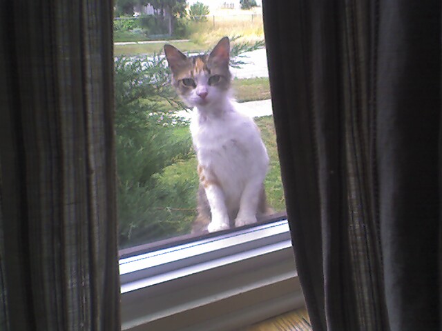Baby Cat
