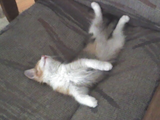 Angel Sleeping