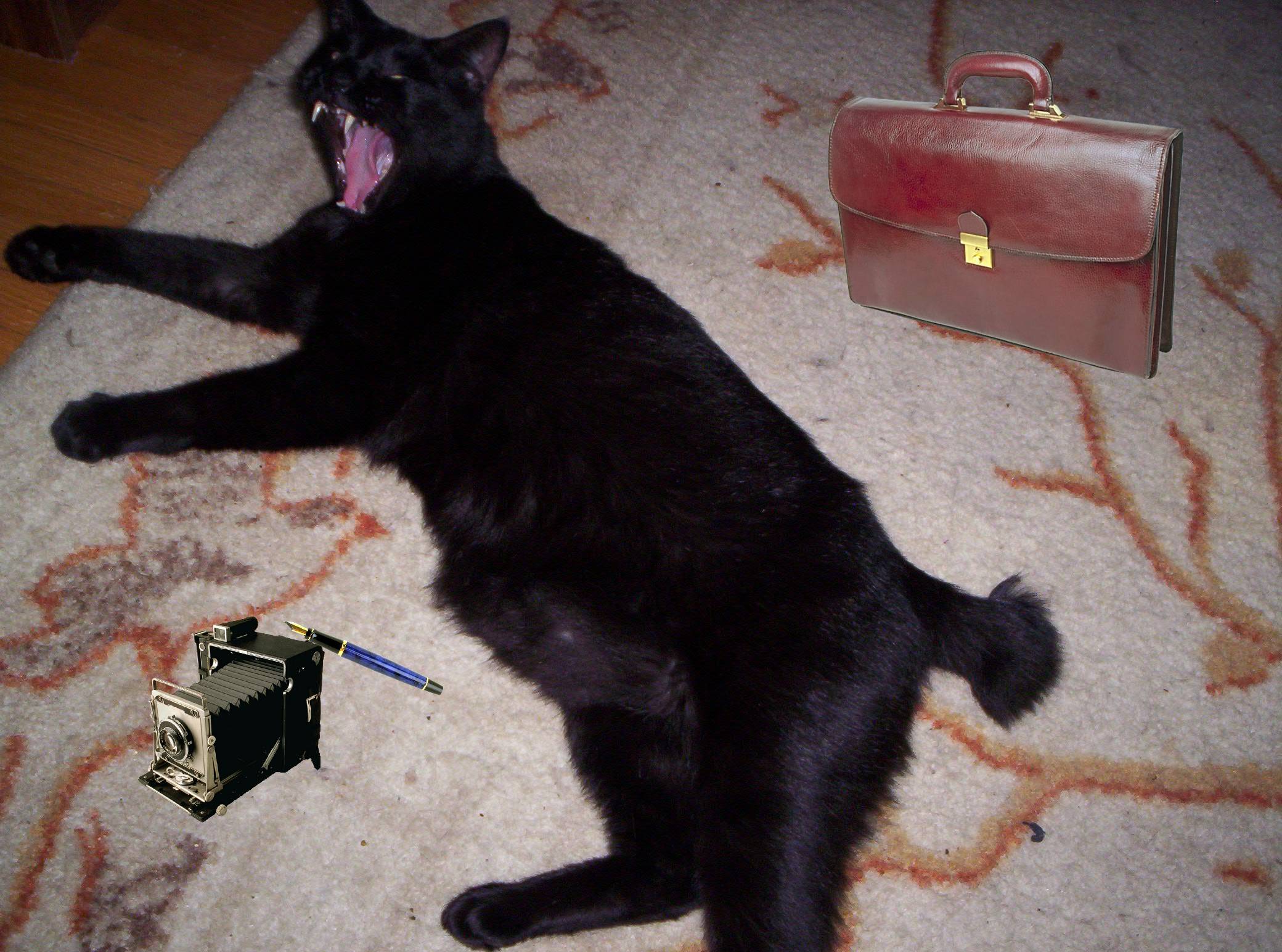 Tobbie the Cat
