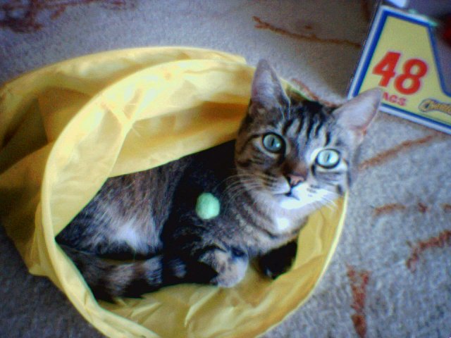 Serena curled up in a toy