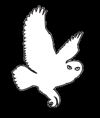 Owls